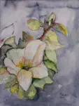 Christrose, Aquarell, 2019, 40 x 30 cm